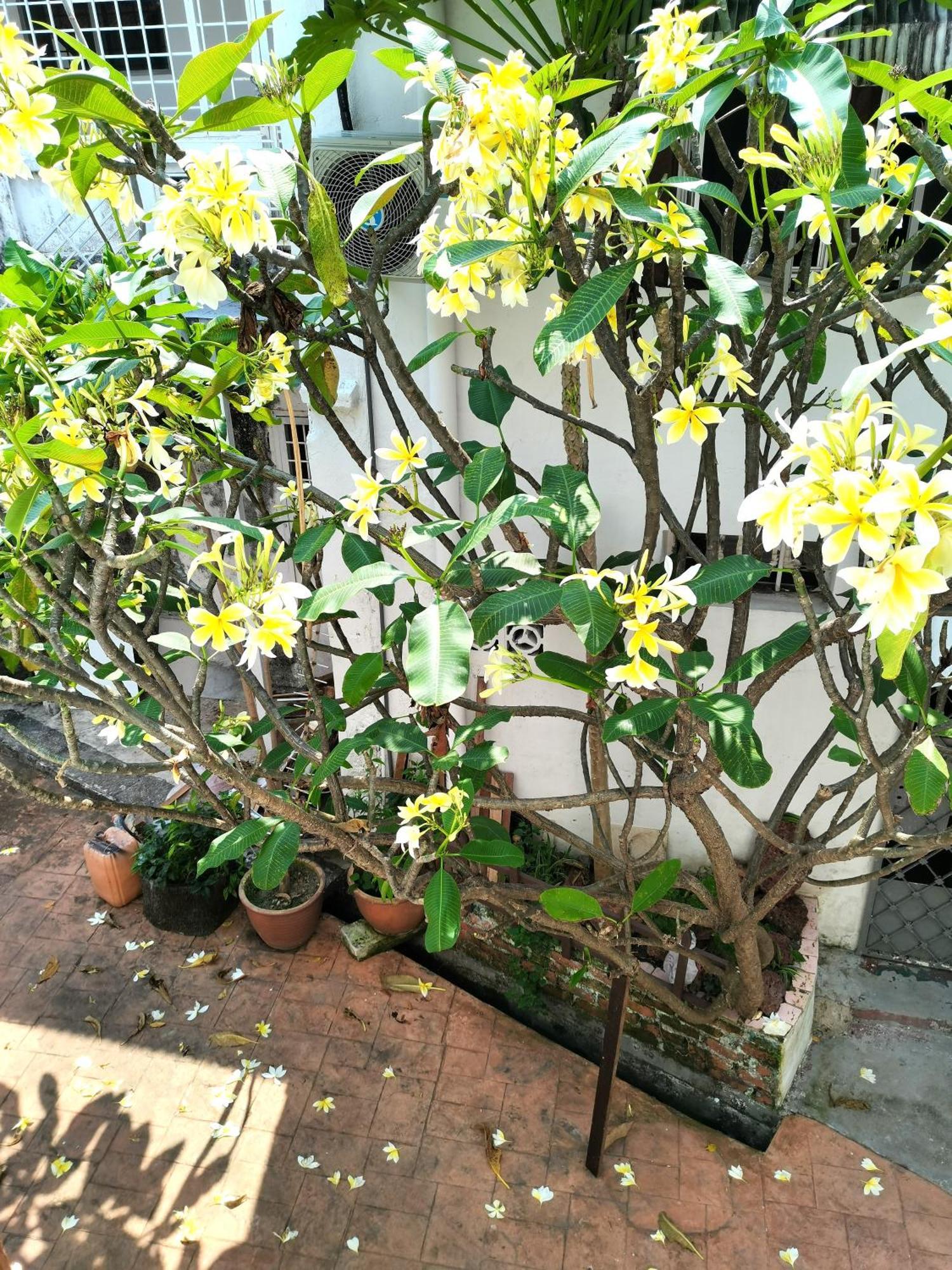 Mori Jonker Homestay ملقا المظهر الخارجي الصورة